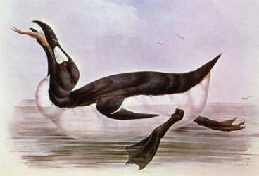Der Große Auk, Illustration aus 